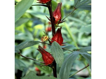 Groseille rouge plant