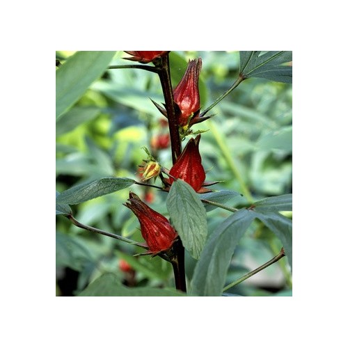 Groseille rouge plant