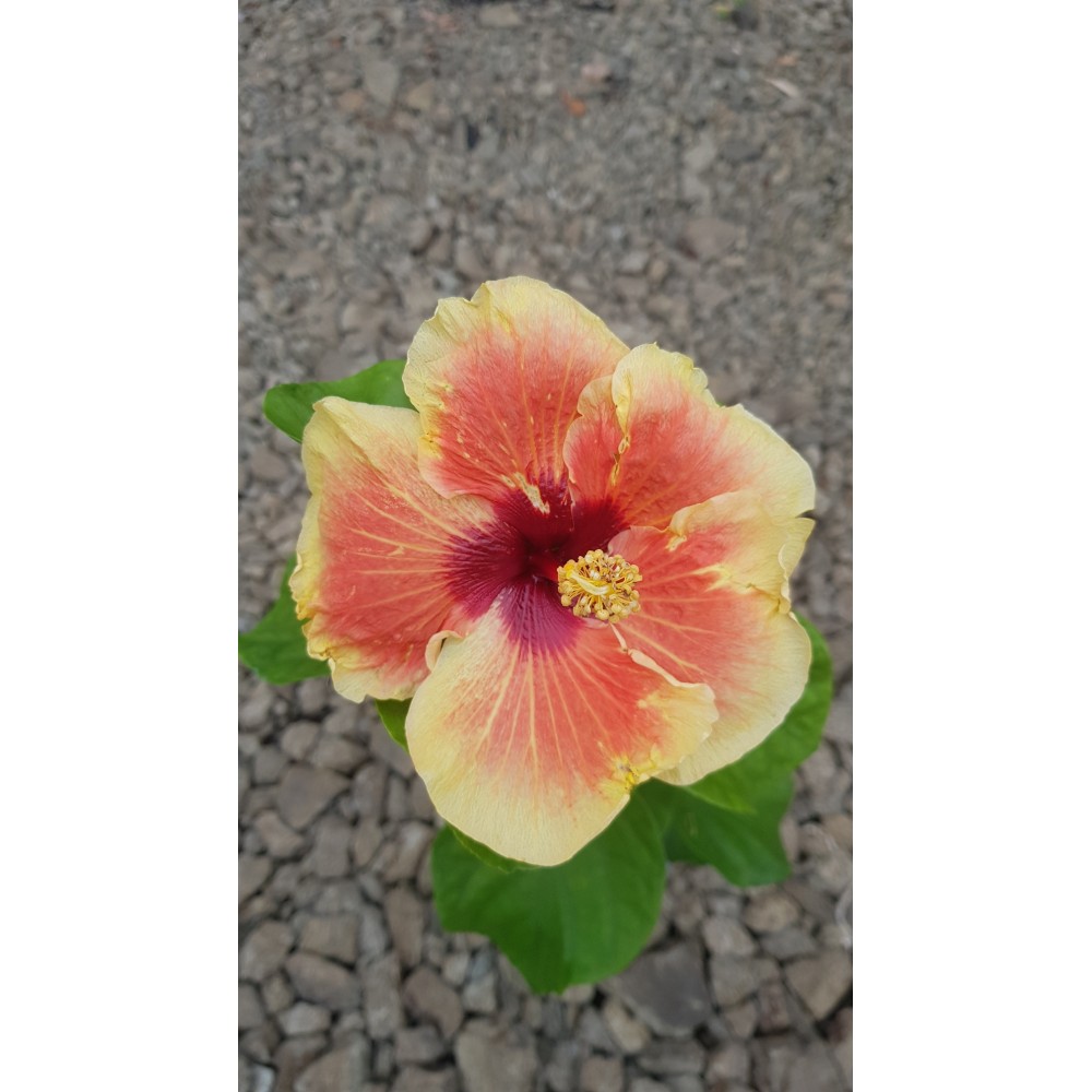 Bissap (Hibiscus, Carcadé) en fleurs