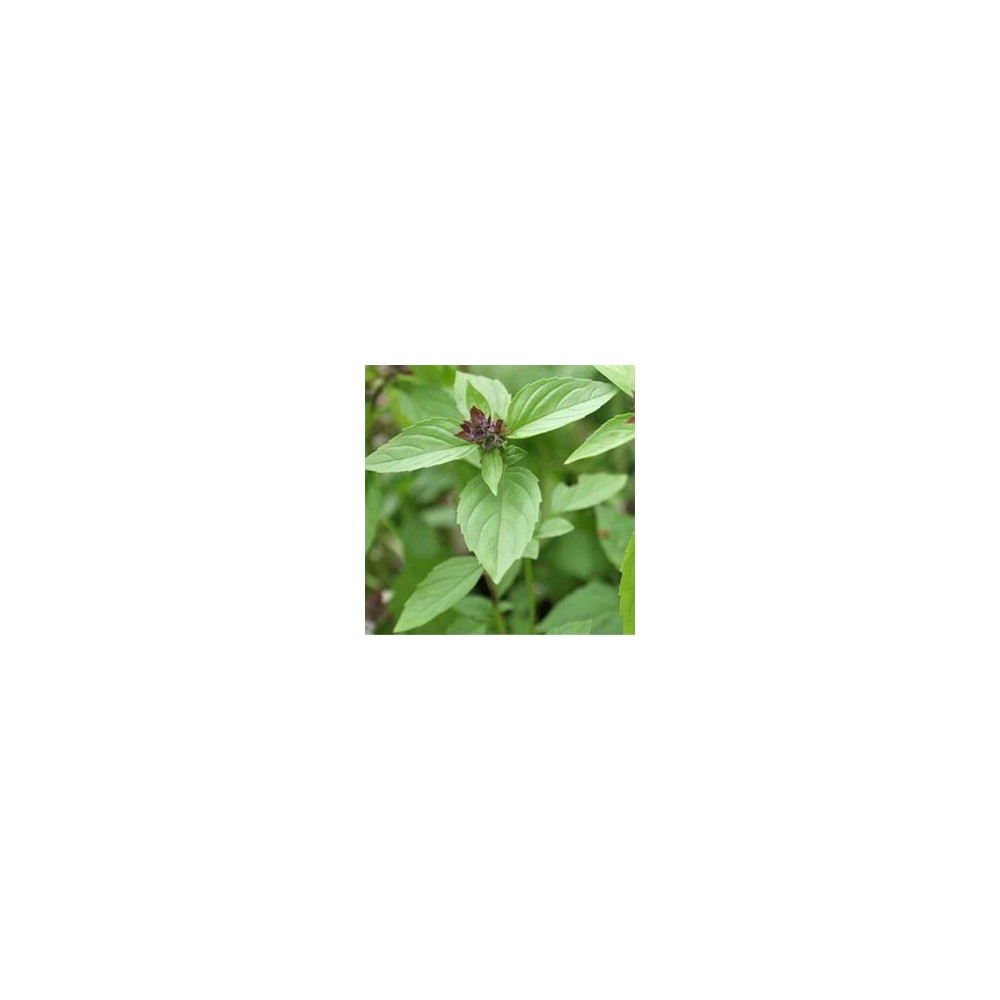 Basilic anis plant