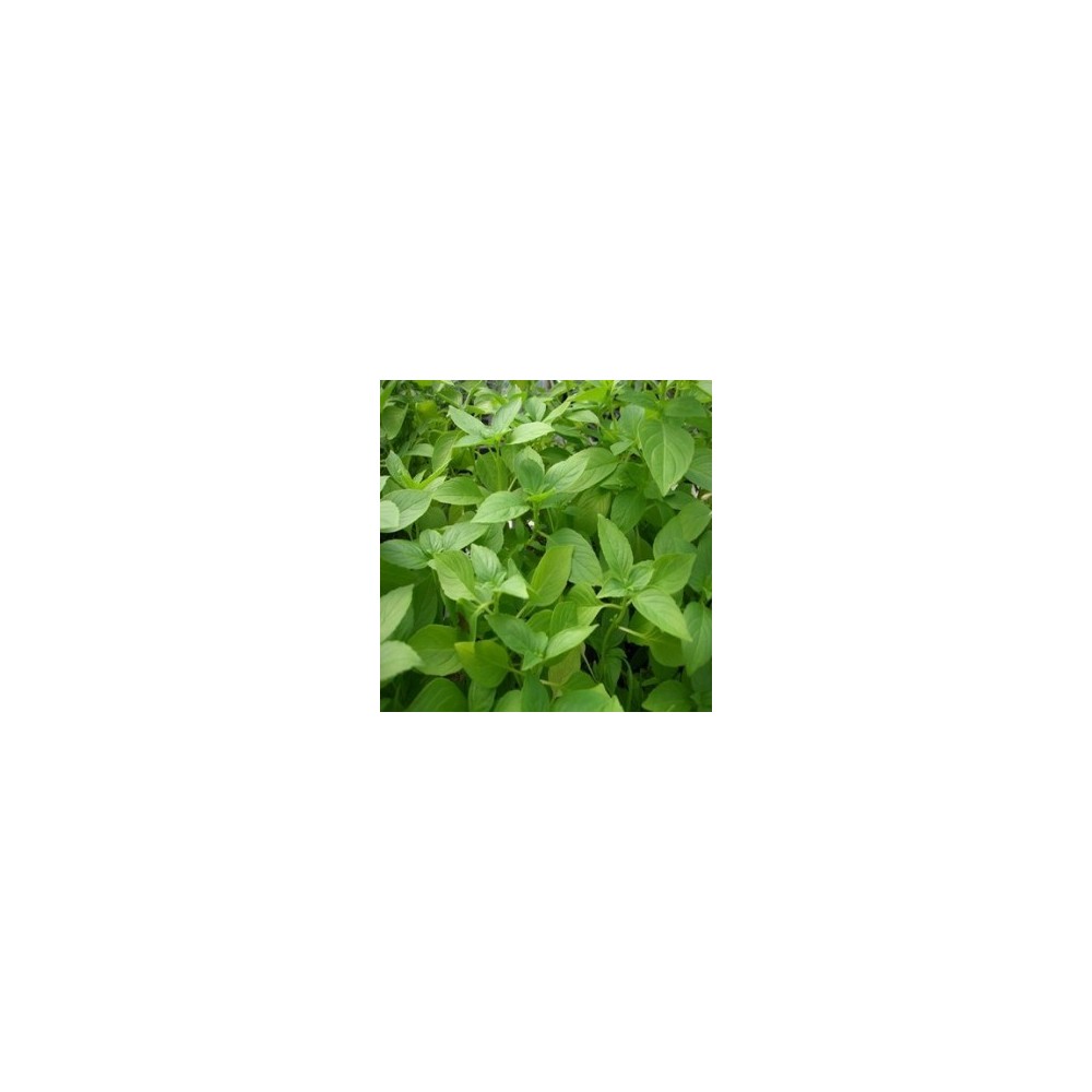 Basilic citron plant