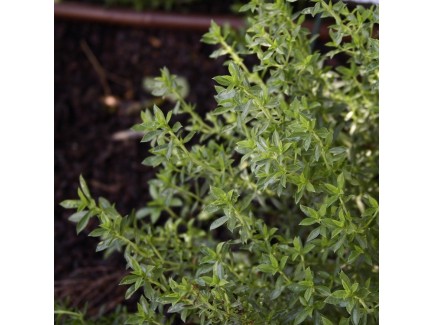 Sariette plant