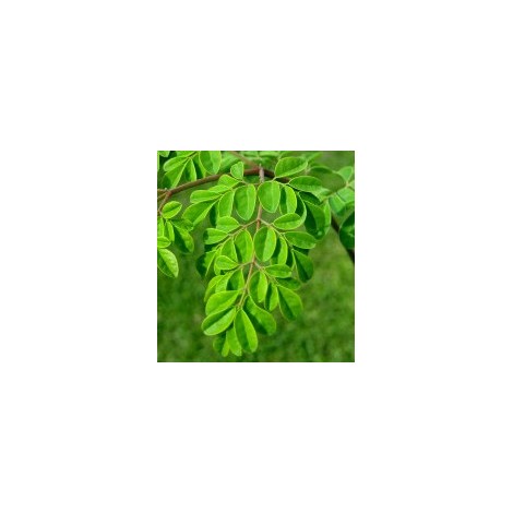 Moringa oliféra plant 1L