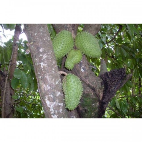 Corossolier Pot 1 Litre