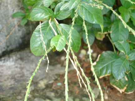 Arada plant