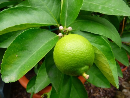Citronnier punch local plant