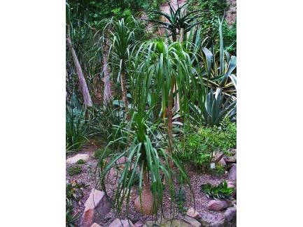 Beaucarnea plant