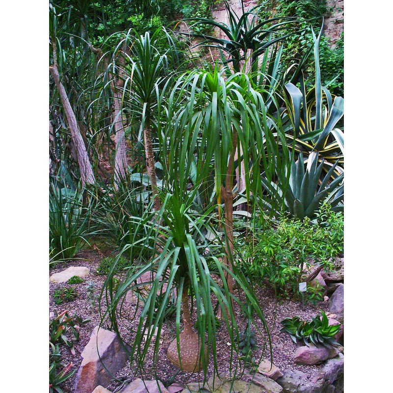 Beaucarnea plant