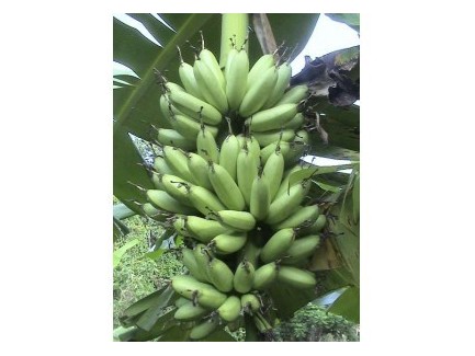 Bananier frécinette 50cm plant