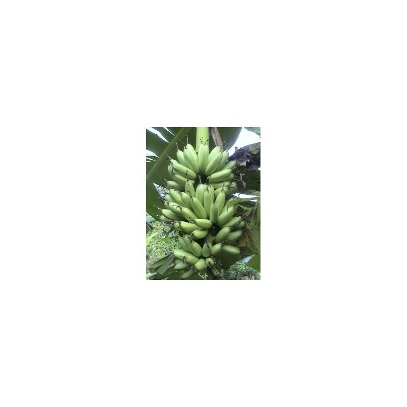 Bananier frécinette 50cm plant