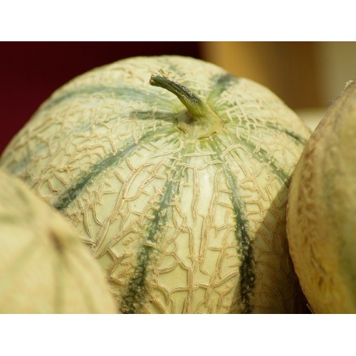 Melon charentais 3 plants