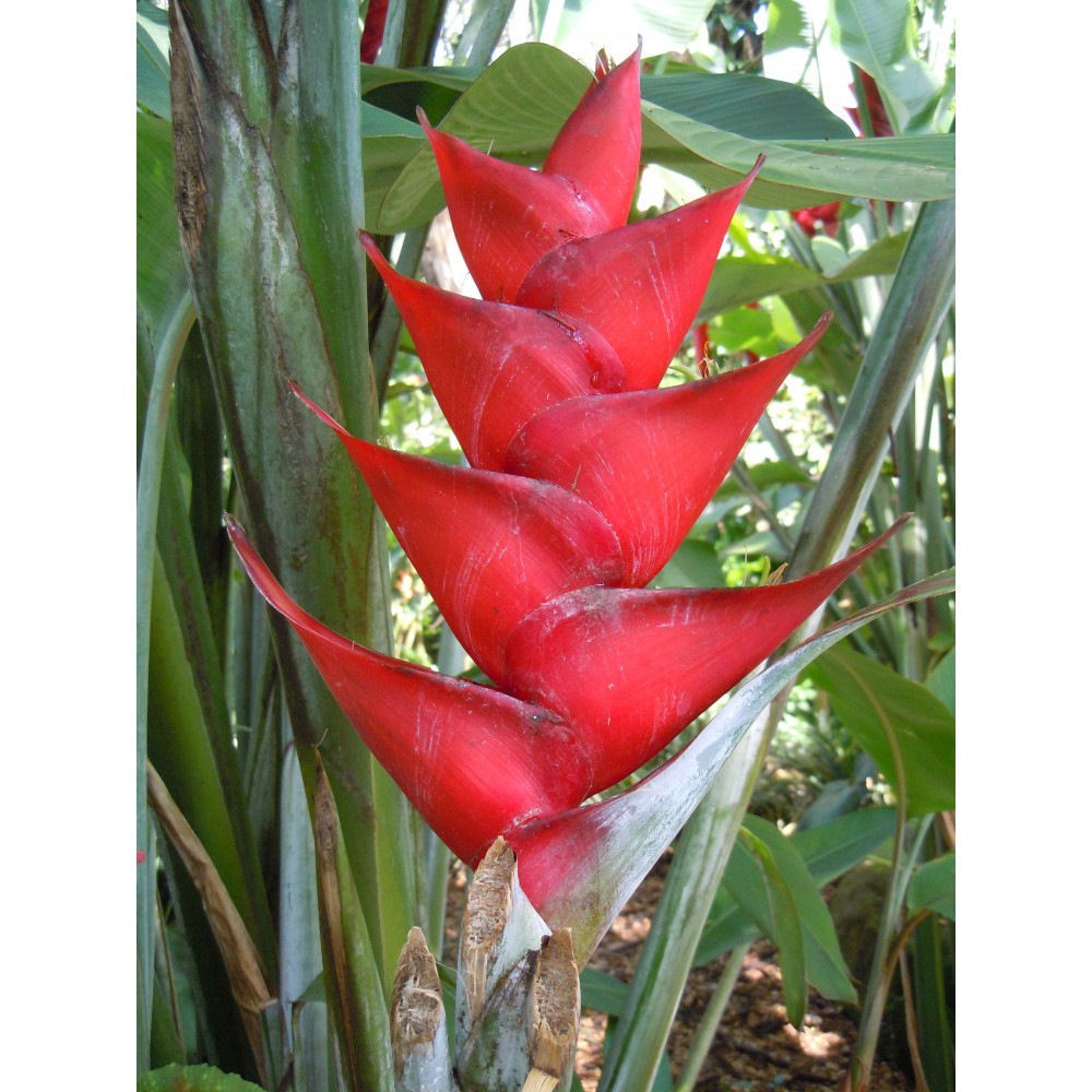 Héliconia caribaea rouge plant