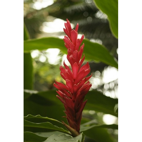 Alpinia rouge plant