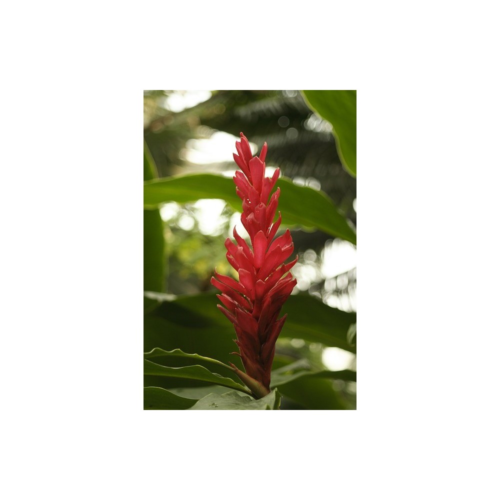 Alpinia rouge plant