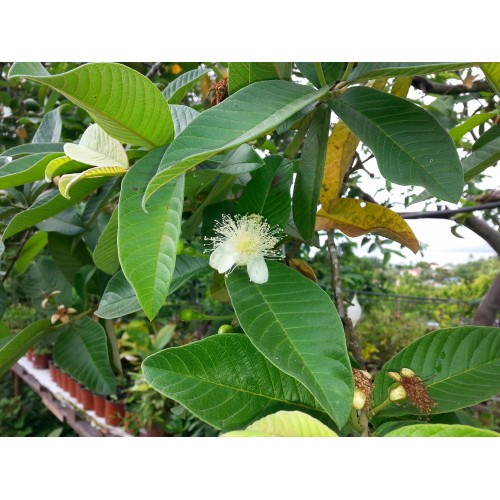 Goyavier plant