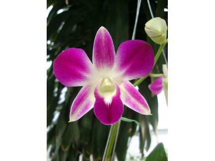 Dendrobium plant
