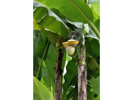 Bananier figue pomme 50cm