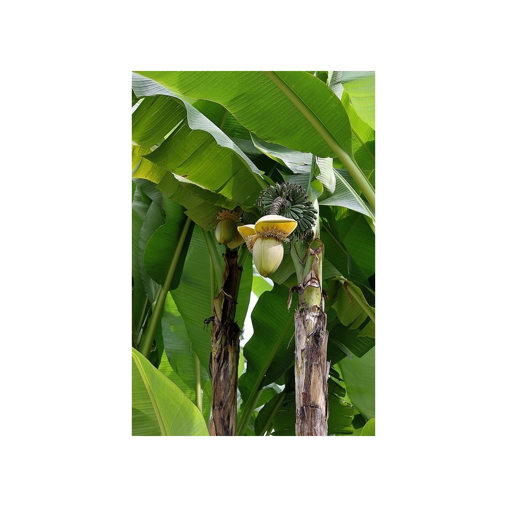 Bananier figue pomme 50cm