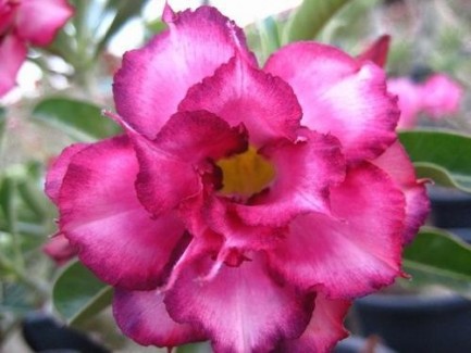 Rose du désert triple plant