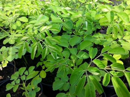 Moringa oliféra plant 1L