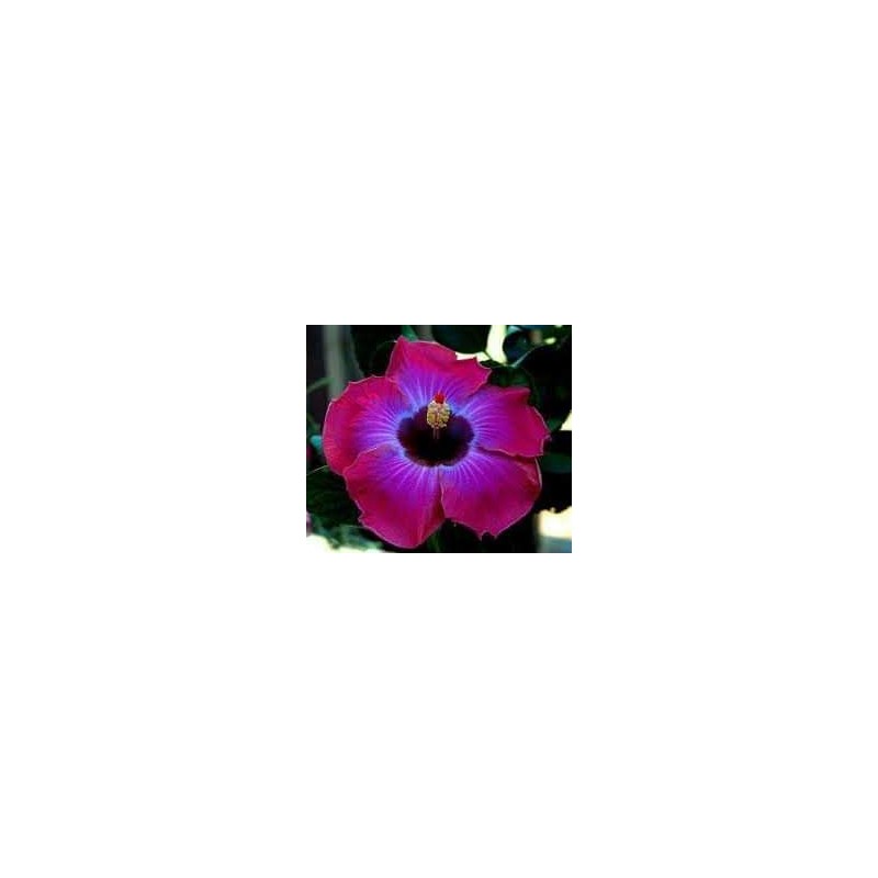 Hibiscus violet simple