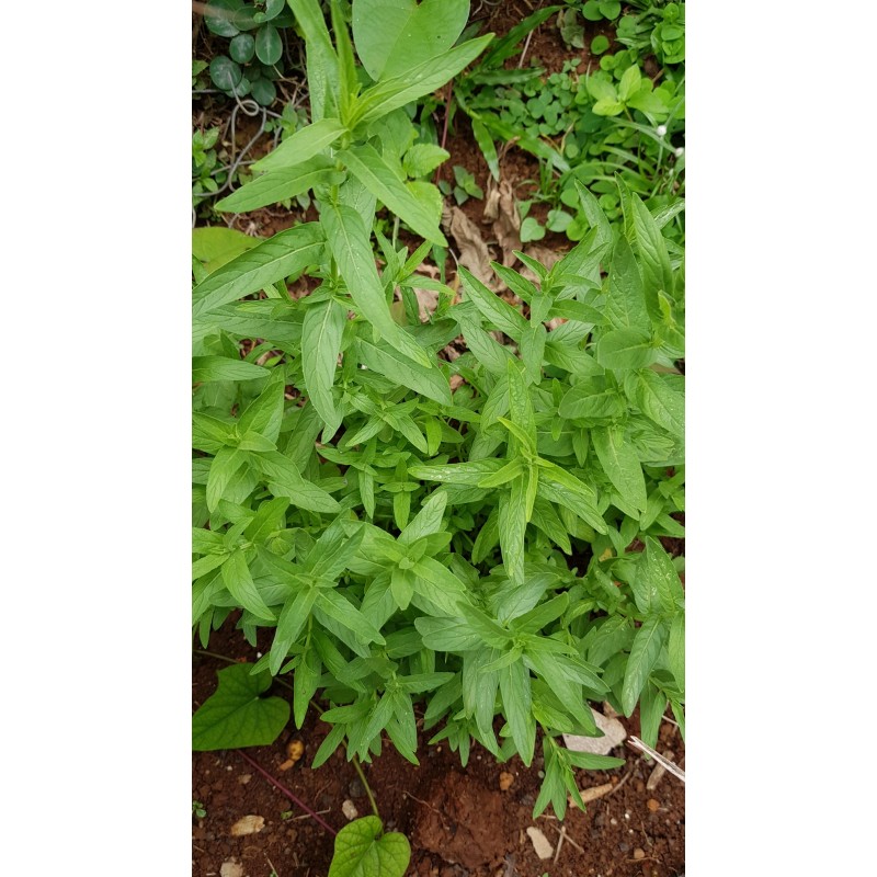 Menthe marocaine - Vente en ligne de plants de Menthe marocaine pas cher