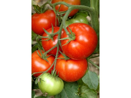 Tomate normale plant