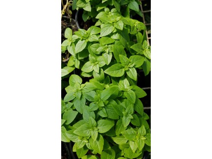 Basilic petites feuilles Pot 1 Litre