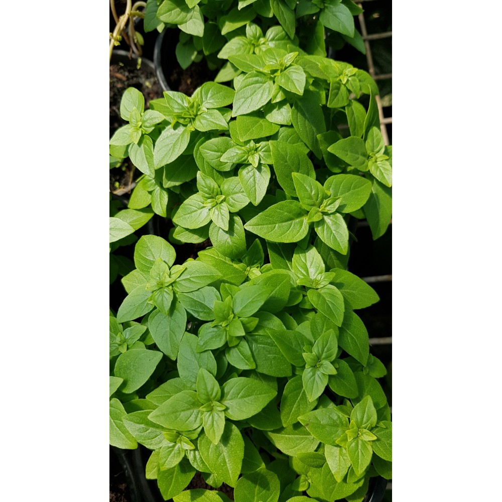 Basilic grandes feuille plants Pot 1 Litre