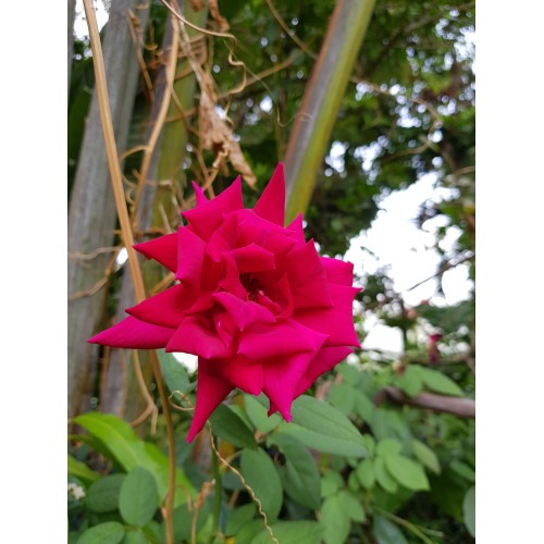 Plante En Pot Fleur Rouge Desert Rose