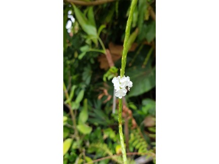 Verveine caraïbe fleurs blanches Pot 1 Litre