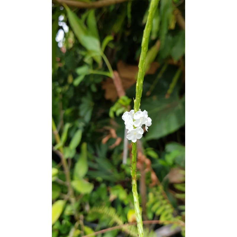 Verveine caraïbe fleurs blanches Pot 1 Litre