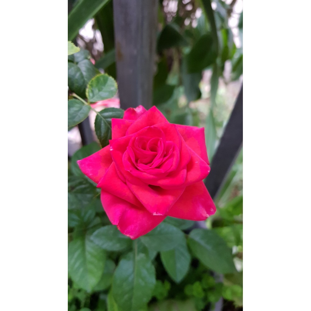 Rosier Grimpant Red Queen - Fleurs Rouges Profondes, Floraison Juin à Octobre, Facile D'entretien