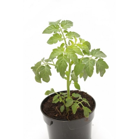 Tomate normale plant